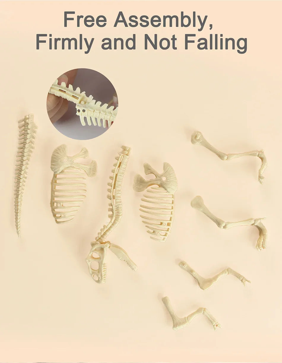 Dinosaur Fossil Excavation Kit Toys Jurassic Animal Skeleton Digging Archaeological Education